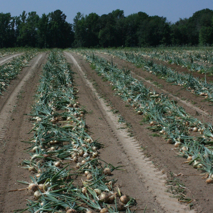 Vidalia onions to ship to stores April 12